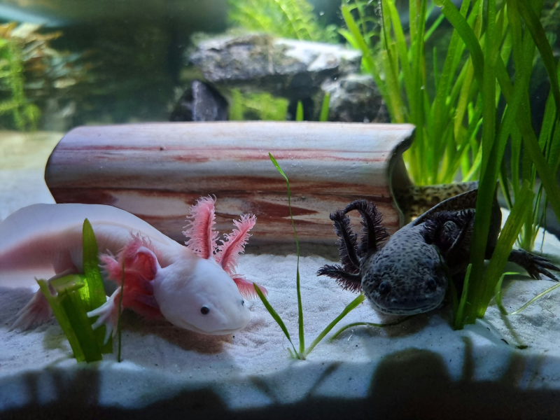 Two pet axolotls sitting on sand, surrounded by plants.