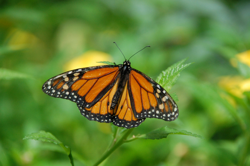 A monarch butterfly resting on a plant with wings spread.