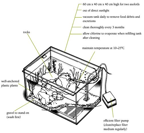 Axolotls aquarium diagram.