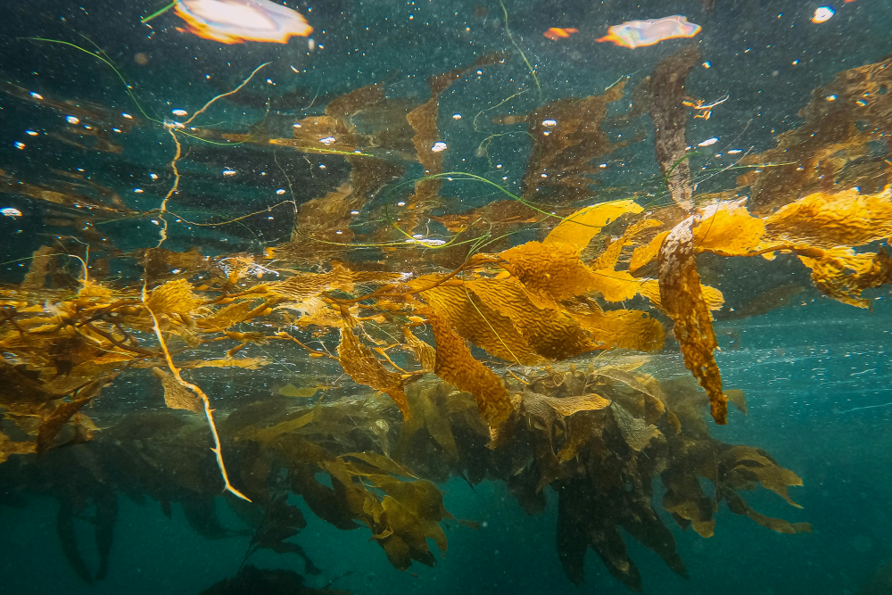 Seaweed in the water.