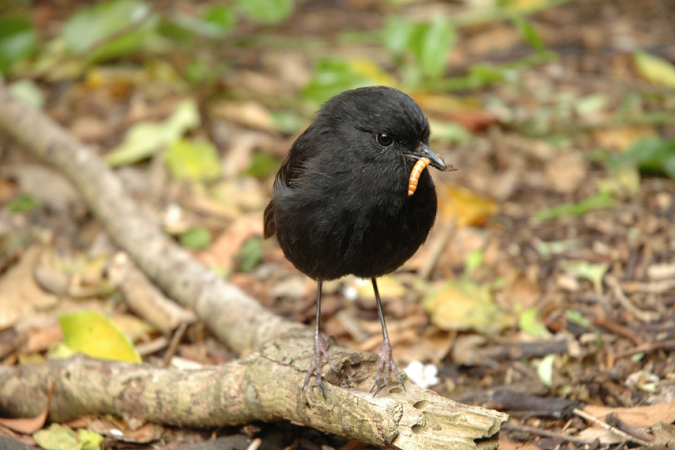 A black robin eating a mealworm.