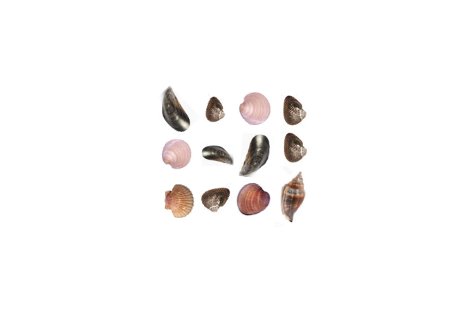 Twelve seashells.