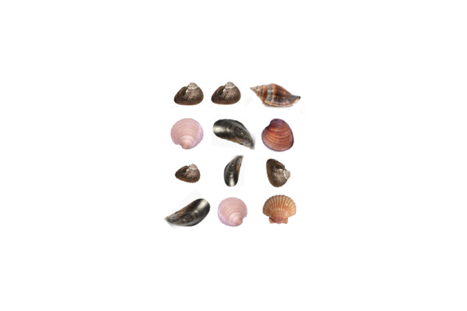 Twelve seashells.