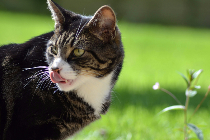A tabby cat on green grass licking its lips.