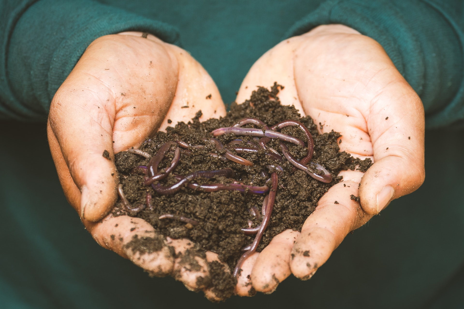 Two hands holding a pile of soil and worms.