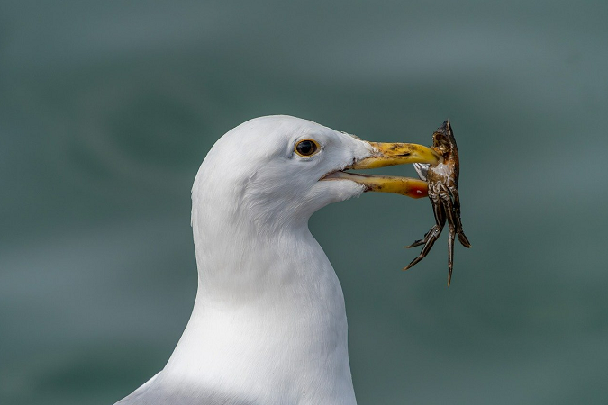 A seagull with a crab in its beak.