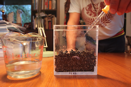 A seed is planted in soil, in a glass container. It is being watered with a syringe. is be