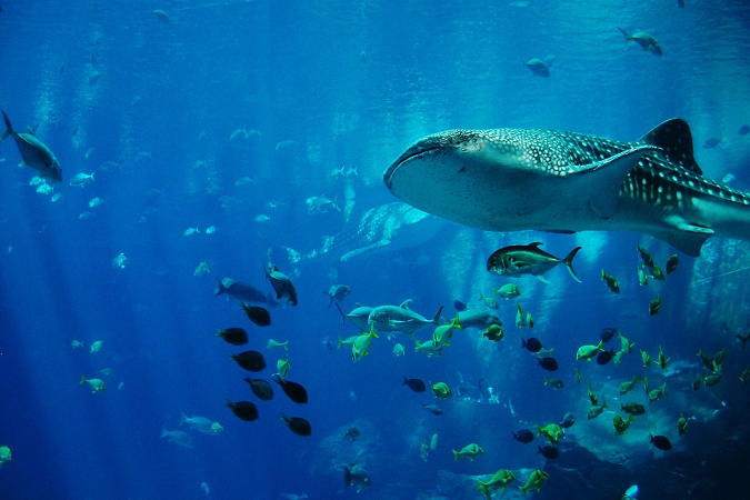 Ocean animals underwater in an aquarium.