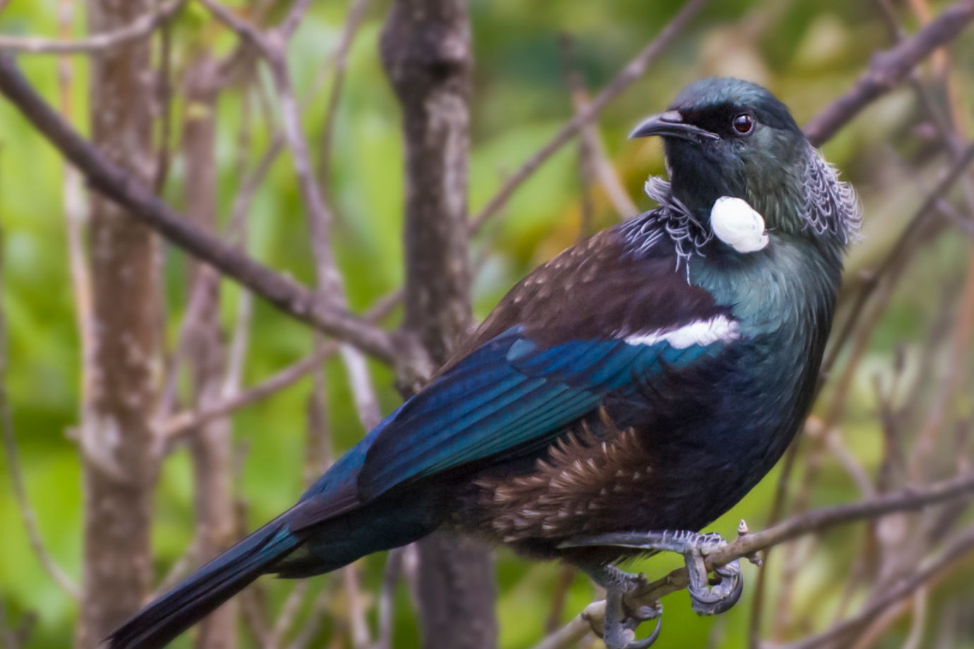 Tūī sitting in a tree.