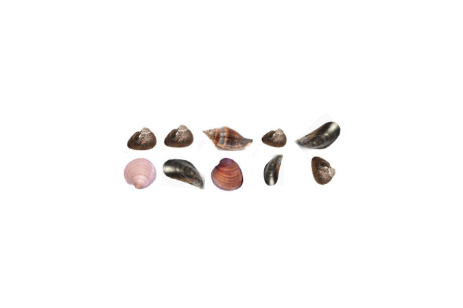 Ten seashells.