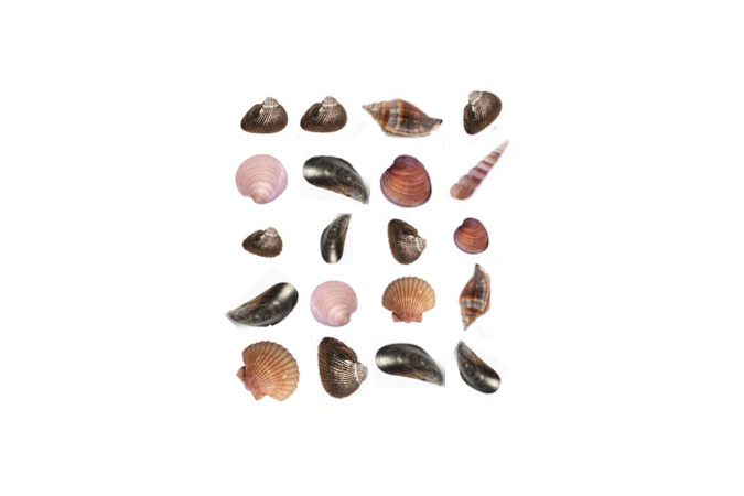Twenty seashells.