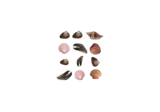 Twelve seashells.