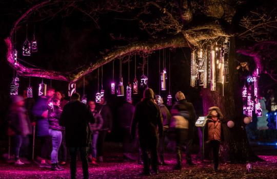 Student lanterns hanging in trees.