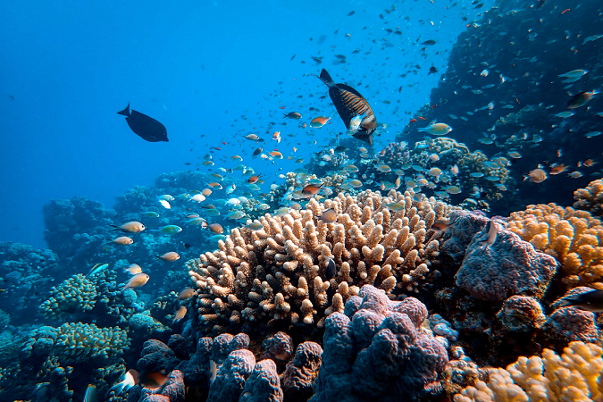 Fish swimming in a reef.