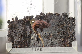 The seed is growing a root inside the glass