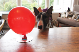 A dog is looking at a red balloon. The balloon is sitting on a table. 