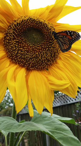 A sunflower. It has big yellow petals. A butterfly is sitting in the middle.