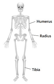 A skeleton with text showing where the humerus, radius, and tibia bones are.