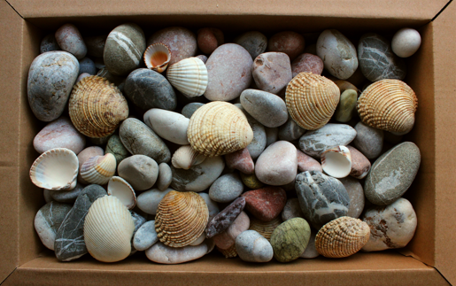 A box of a variety of different shells.