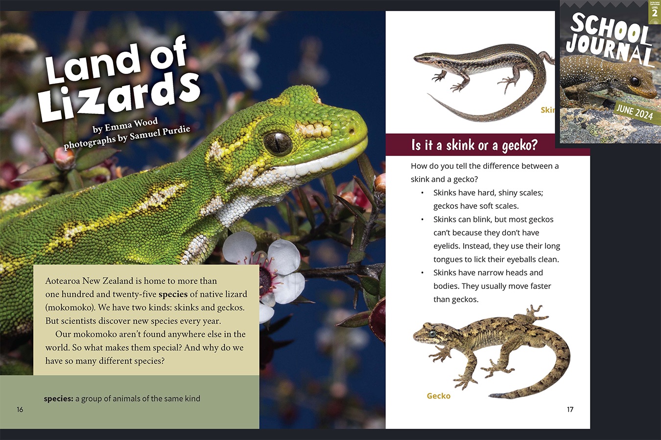 A preview of the article Land of Lizards. A bright green gecko. The cover of School Journal June 2024 appears in the corner to indicate this article comes from that journal.