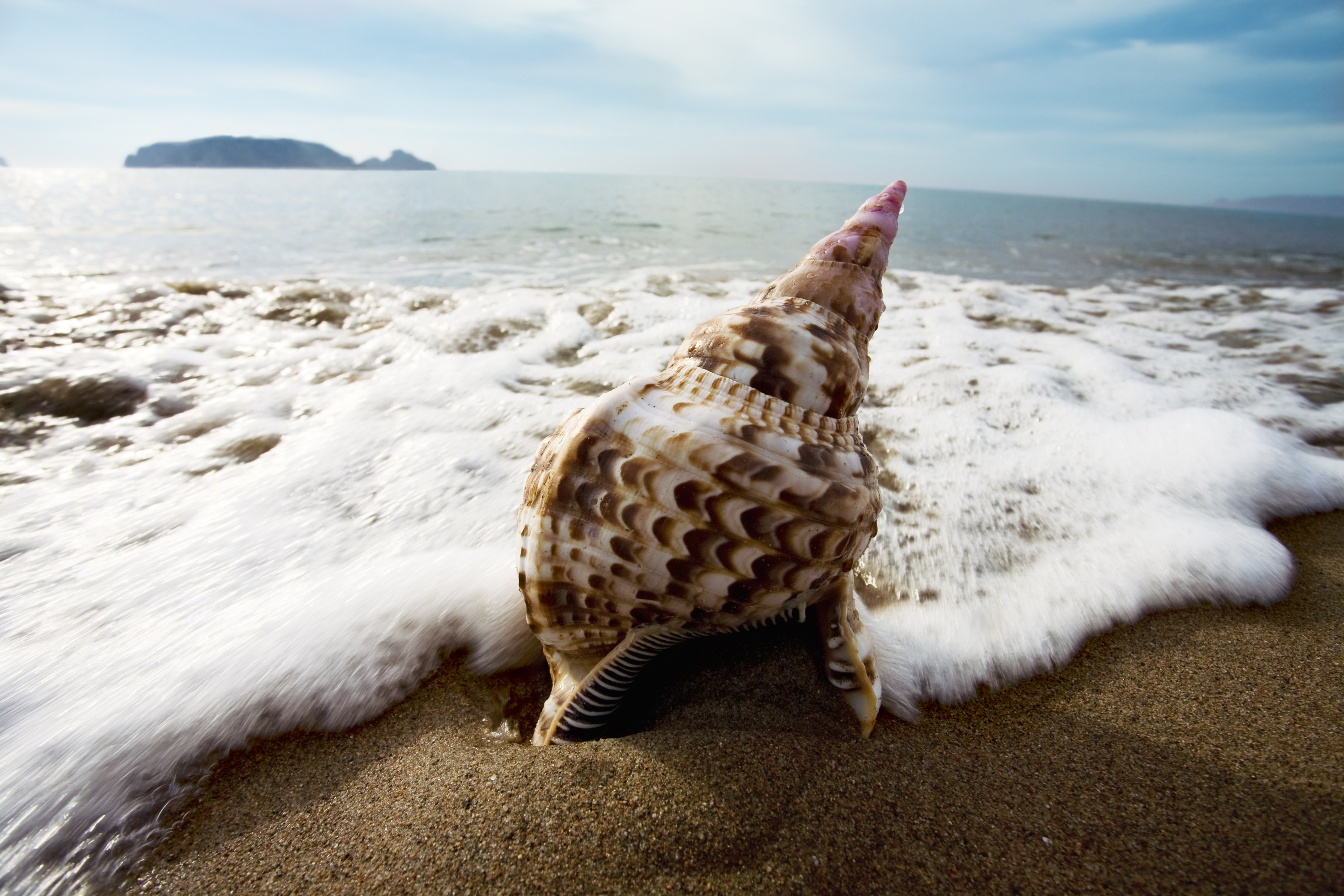 A brown and white conch shell sitting on a beach, as the tide breaks around it.