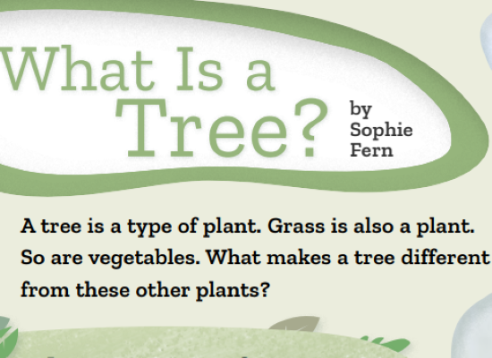 What is a Tree?