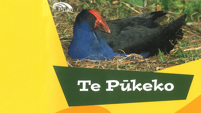 Te Pūkeko - Pūao